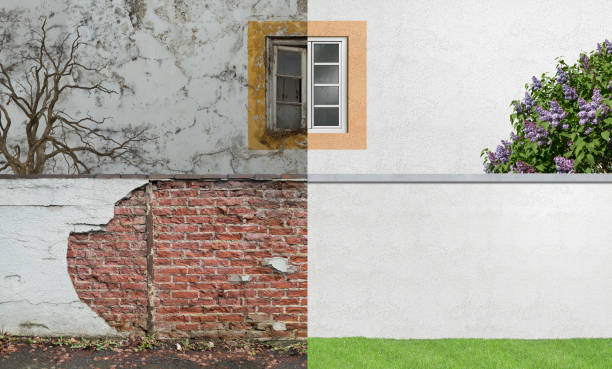 Best Black Mold Removal  in Minneota, MN